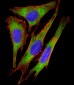 RPS10 Antibody (C-Term)